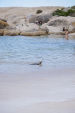 Boulders Beach, Cape Town, South Africa- 2015