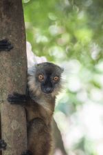 Nosy Komba, MAdagascar- 2019