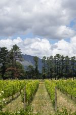 Franschhoek, South Africa- 2015