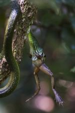 Tsitsikamma National Park, South Africa- 2015