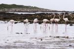 Wild flamingoes, Cape Town, South Africa- 2016