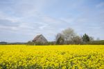 Rapeseed Fields, Greensand Ridge, UK- 2016